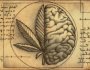 Bioética y Cannabis Medicinal: Un Caso Argentino